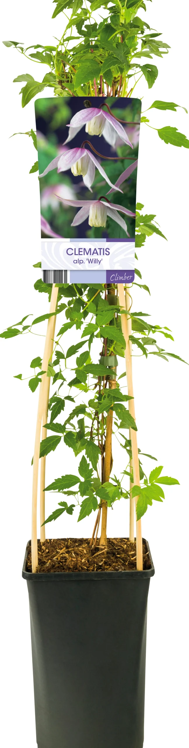 Klematis 'Willy'>Omnia garden Outlet