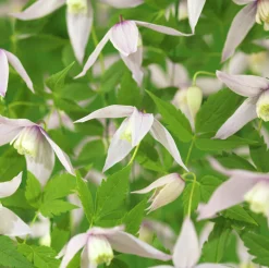 Klematis 'Willy'>Omnia garden Outlet