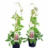 Klockranka lat. Cobaea scandens>Mäster Grön Best