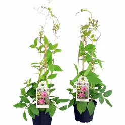 Klockranka lat. Cobaea scandens>Mäster Grön Best