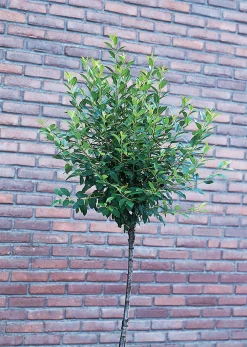 Klotkörsbär>Omnia garden Hot