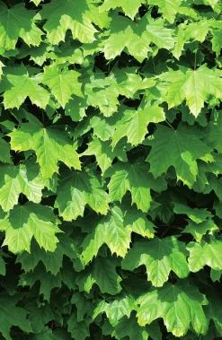 Klotlönn 'Globosum'>Omnia garden
