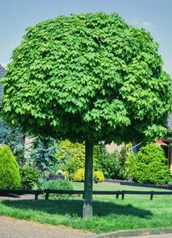 Klotlönn 'Globosum' Goliath Högstam Barrotad>Omnia garden