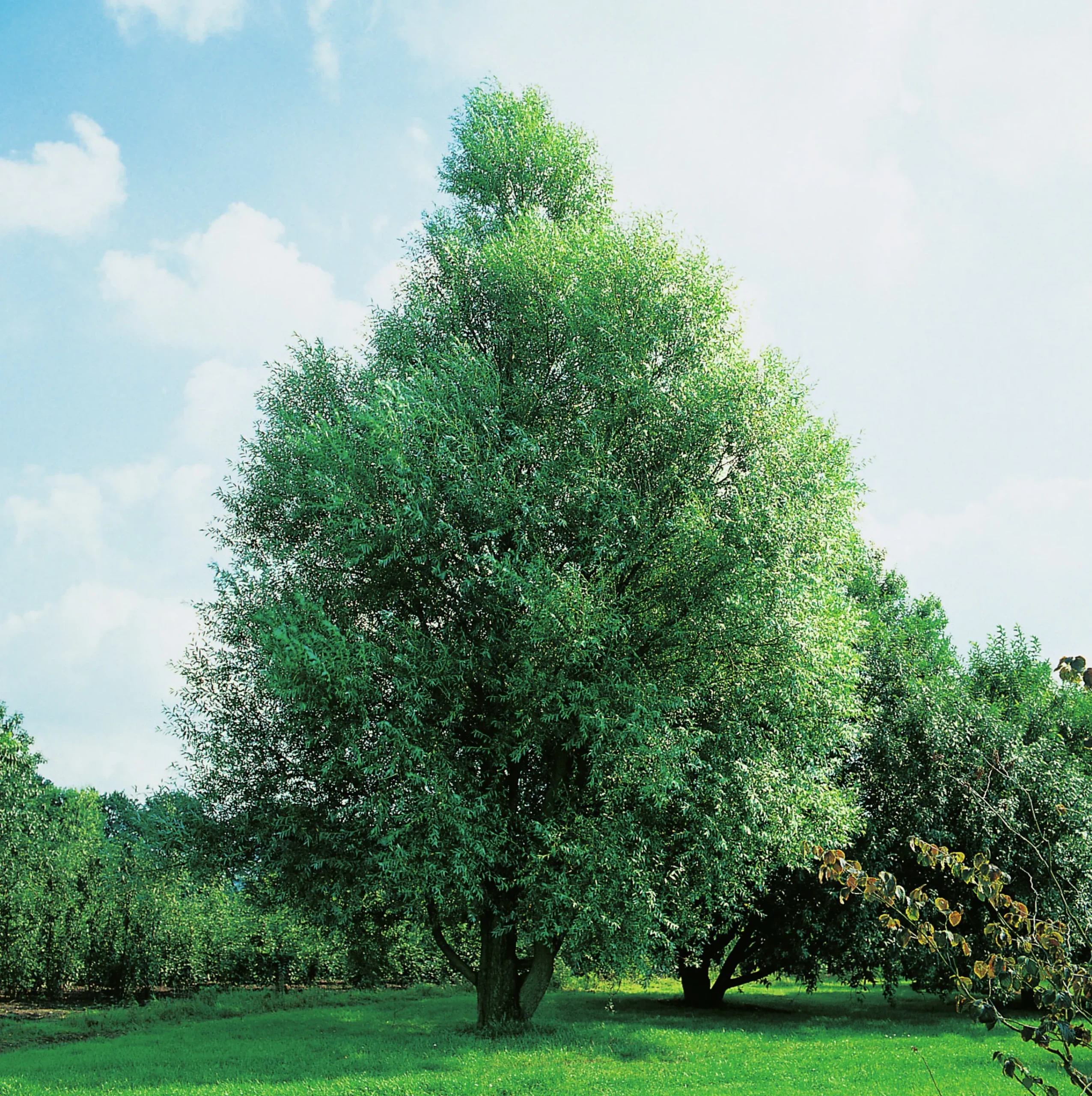 Klotpil Stamhöjd 100-120cm>Omnia garden Online
