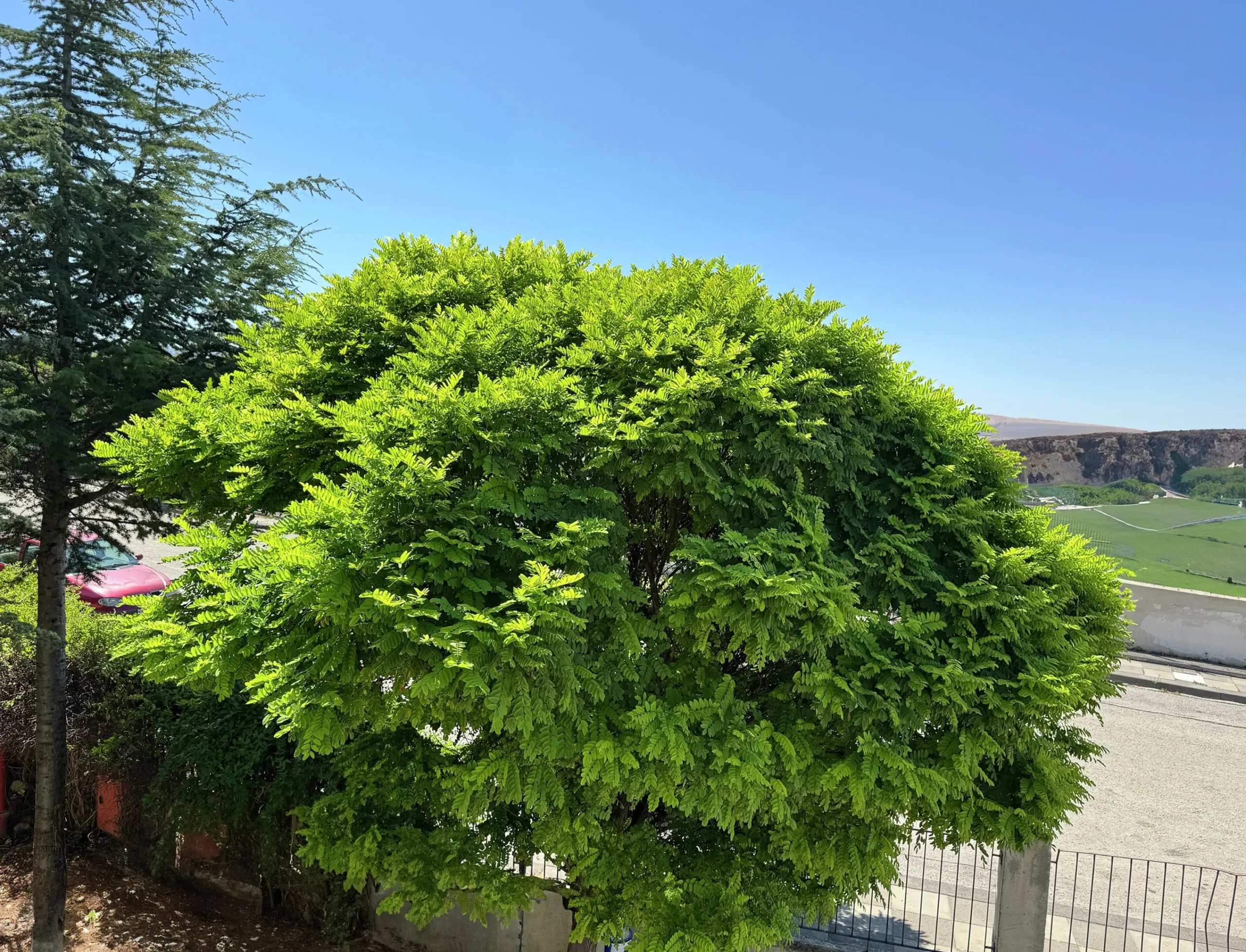 Klotrobinia Goliath Högstam Barrotad>Omnia garden Sale