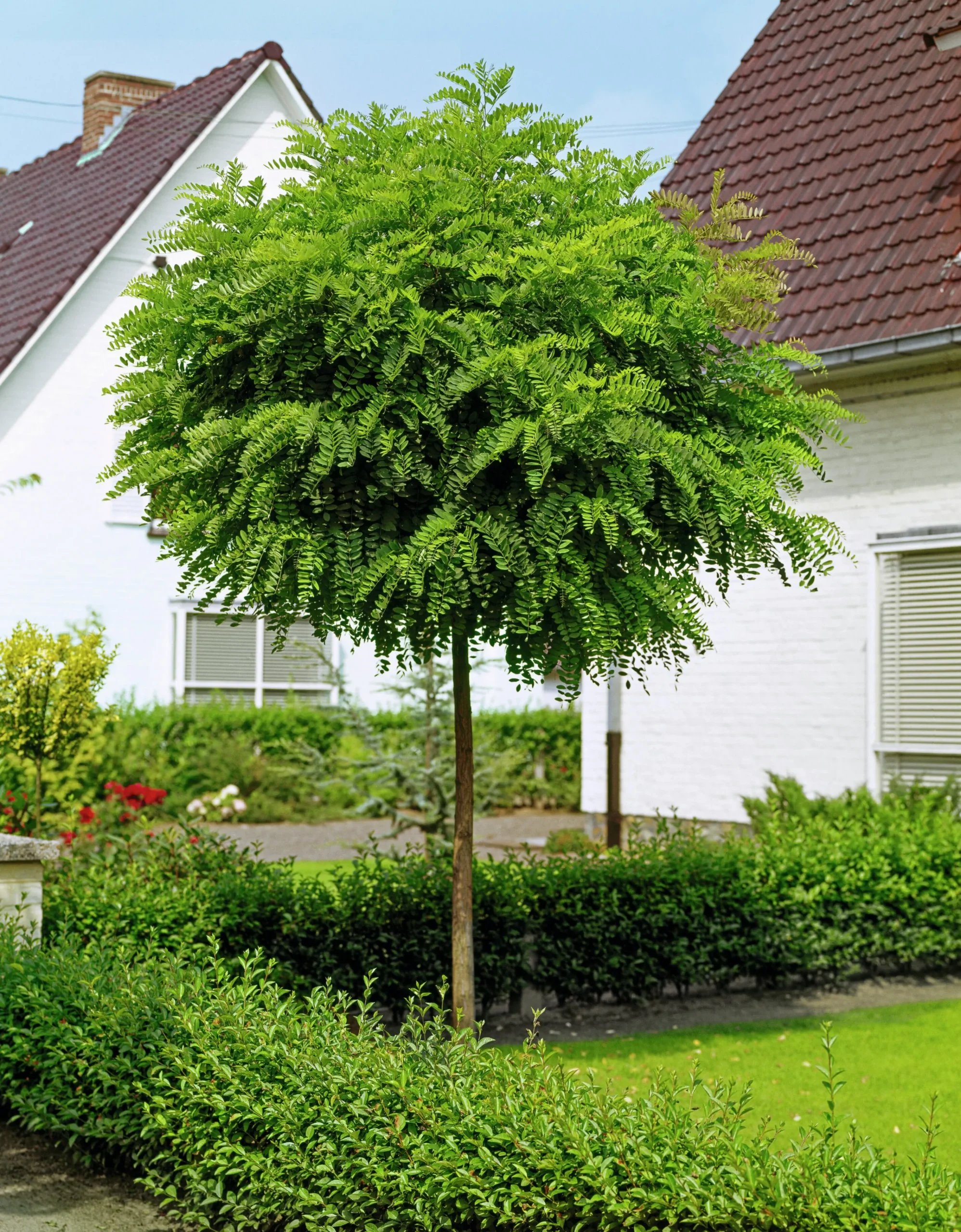 Klotrobinia Goliath Högstam Barrotad>Omnia garden Sale