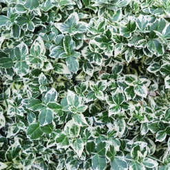 Klätterbenved 'Emerald Gaiety' Krukodlad><noscript><img width=