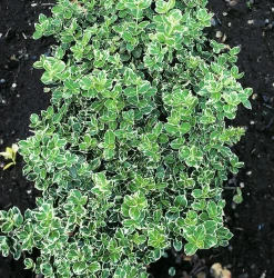 Klätterbenved 'Emerald Gaiety' Krukodlad><noscript><img width=