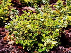 Klätterbenved 'Emerald'n'Gold' Krukodlad>Omnia garden Discount