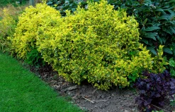 Klätterbenved 'Emerald'n'Gold' Krukodlad>Omnia garden Discount