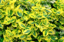 Klätterbenved 'Emerald'n'Gold' Krukodlad><noscript><img width=
