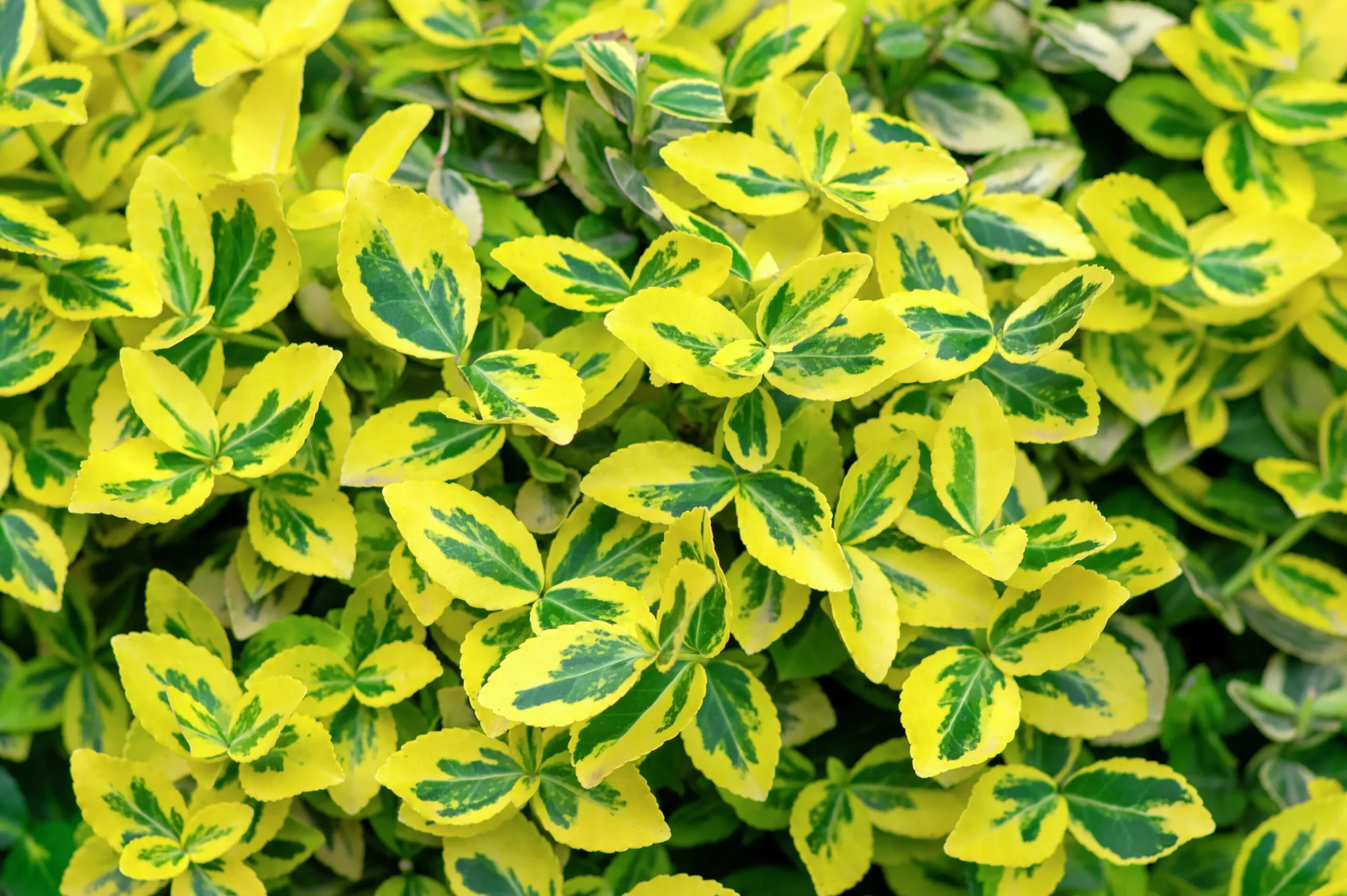 Klätterbenved 'Emerald'n'Gold' Krukodlad>Omnia garden Discount