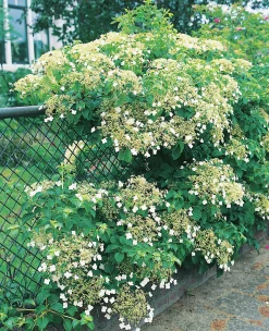 Klätterhortensia>Omnia garden Discount