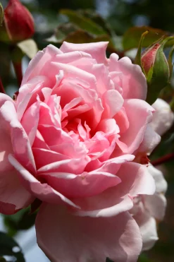 Klätterros 'Albertine' Barrotad><noscript><img width=