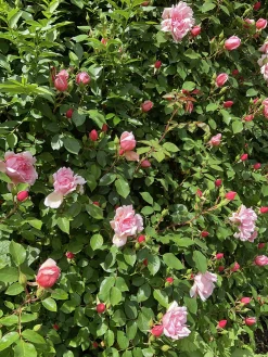 Klätterros 'Albertine' Barrotad><noscript><img width=