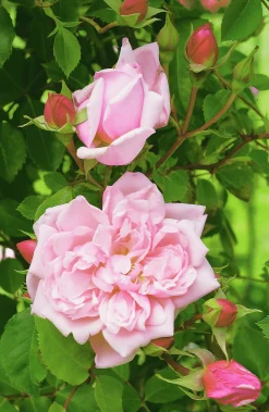 Klätterros 'Albertine' Barrotad><noscript><img width=