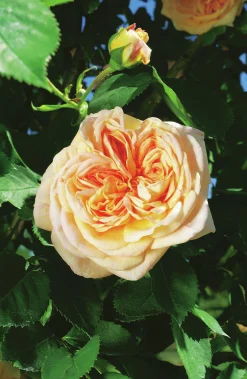 Klätterros 'Alchymist' Barrotad>Omnia garden New