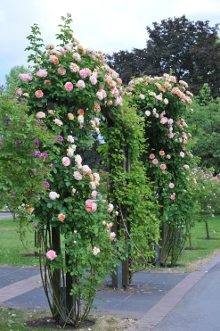 Klätterros 'Alchymist' Barrotad>Omnia garden New