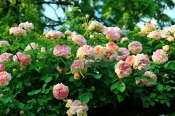 Klätterros 'Alchymist' Barrotad><noscript><img width=