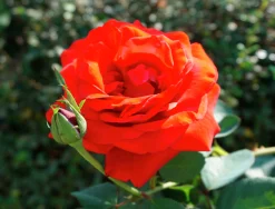 Klätterros 'Brilliant' 'Korbisch' Barrotad>Omnia garden Online