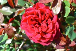 Klätterros 'Crazy in Love Red' Barrotad>Omnia garden Hot