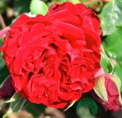 Klätterros 'Crazy in Love Red' Barrotad>Omnia garden Hot