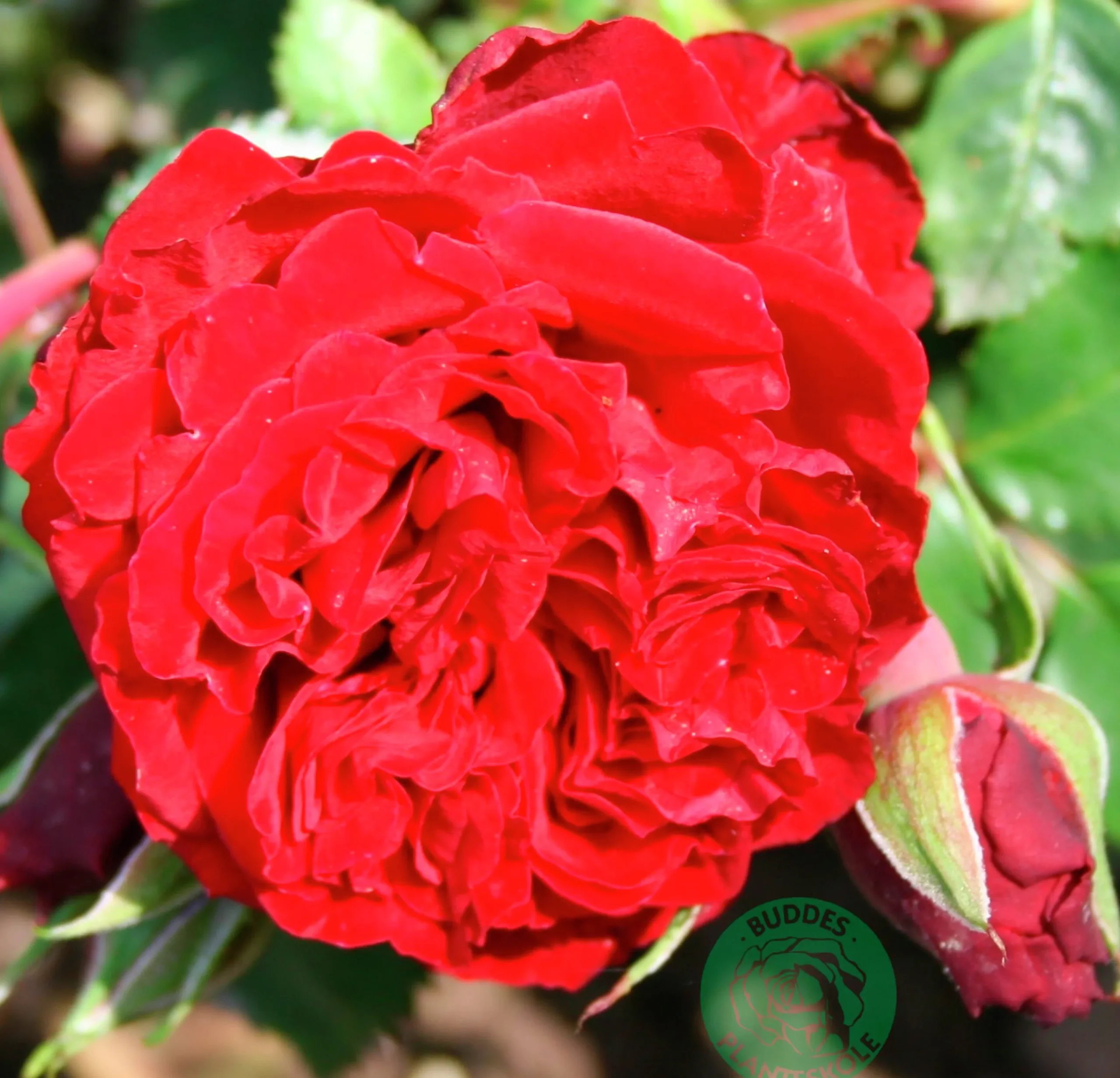 Klätterros 'Crazy in Love Red' Barrotad>Omnia garden Hot