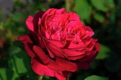Klätterros 'Crazy in Love Red' Barrotad><noscript><img width=