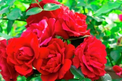 Klätterros 'Flammentanz' 'Korflata' Barrotad>Omnia garden Online