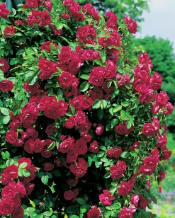 Klätterros 'Flammentanz' 'Korflata' Barrotad>Omnia garden Online