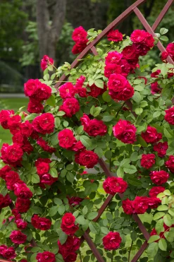 Klätterros 'Flammentanz' 'Korflata' Barrotad><noscript><img width=