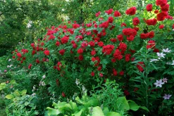 Klätterros 'Flammentanz' 'Korflata' Barrotad><noscript><img width=