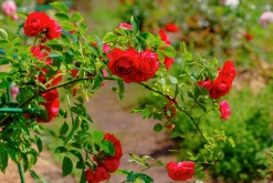 Klätterros 'Flammentanz' 'Korflata' Barrotad><noscript><img width=