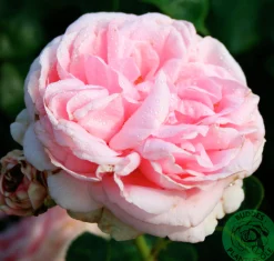 Klätterros 'Giardina' 'Tan97286' Barrotad>Omnia garden