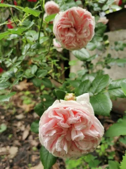 Klätterros 'Giardina' 'Tan97286' Barrotad><noscript><img width=