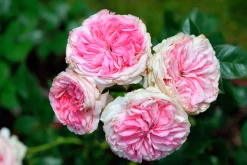 Klätterros 'Giardina' 'Tan97286' Barrotad><noscript><img width=