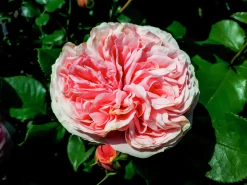 Klätterros 'Giardina' 'Tan97286' Barrotad><noscript><img width=