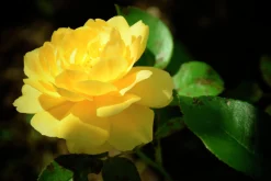 Klätterros 'Goldstern' 'Tantern' Barrotad>Omnia garden Outlet
