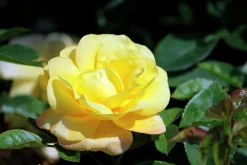Klätterros 'Goldstern' 'Tantern' Barrotad>Omnia garden Outlet