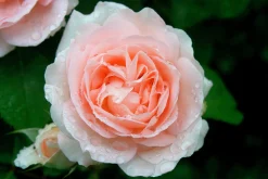 Klätterros 'Penny Lane' 'Hardwell' Barrotad>Omnia garden Online