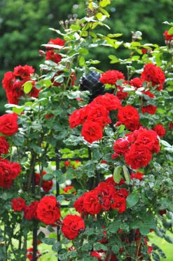Klätterros 'Santana' 'Tanklesant' Barrotad>Omnia garden New