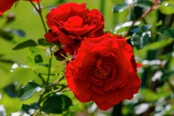Klätterros 'Santana' 'Tanklesant' Barrotad><noscript><img width=