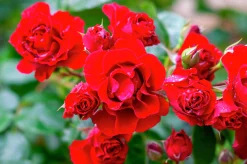 Klätterros 'Santana' 'Tanklesant' Barrotad><noscript><img width=