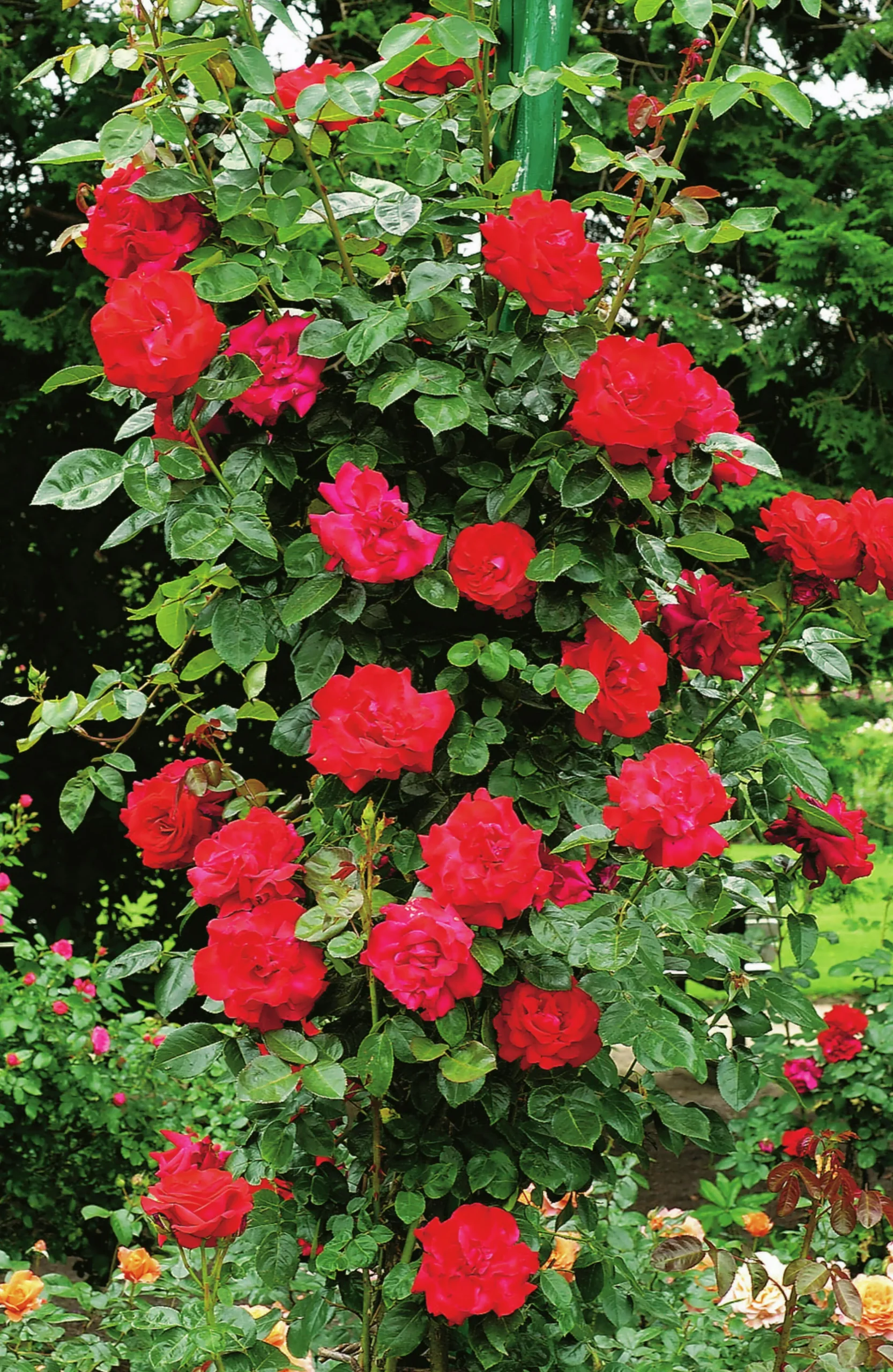Klätterros 'Santana' 'Tanklesant' Barrotad>Omnia garden New