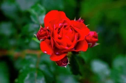 Klätterros 'Santana' 'Tanklesant' Barrotad><noscript><img width=