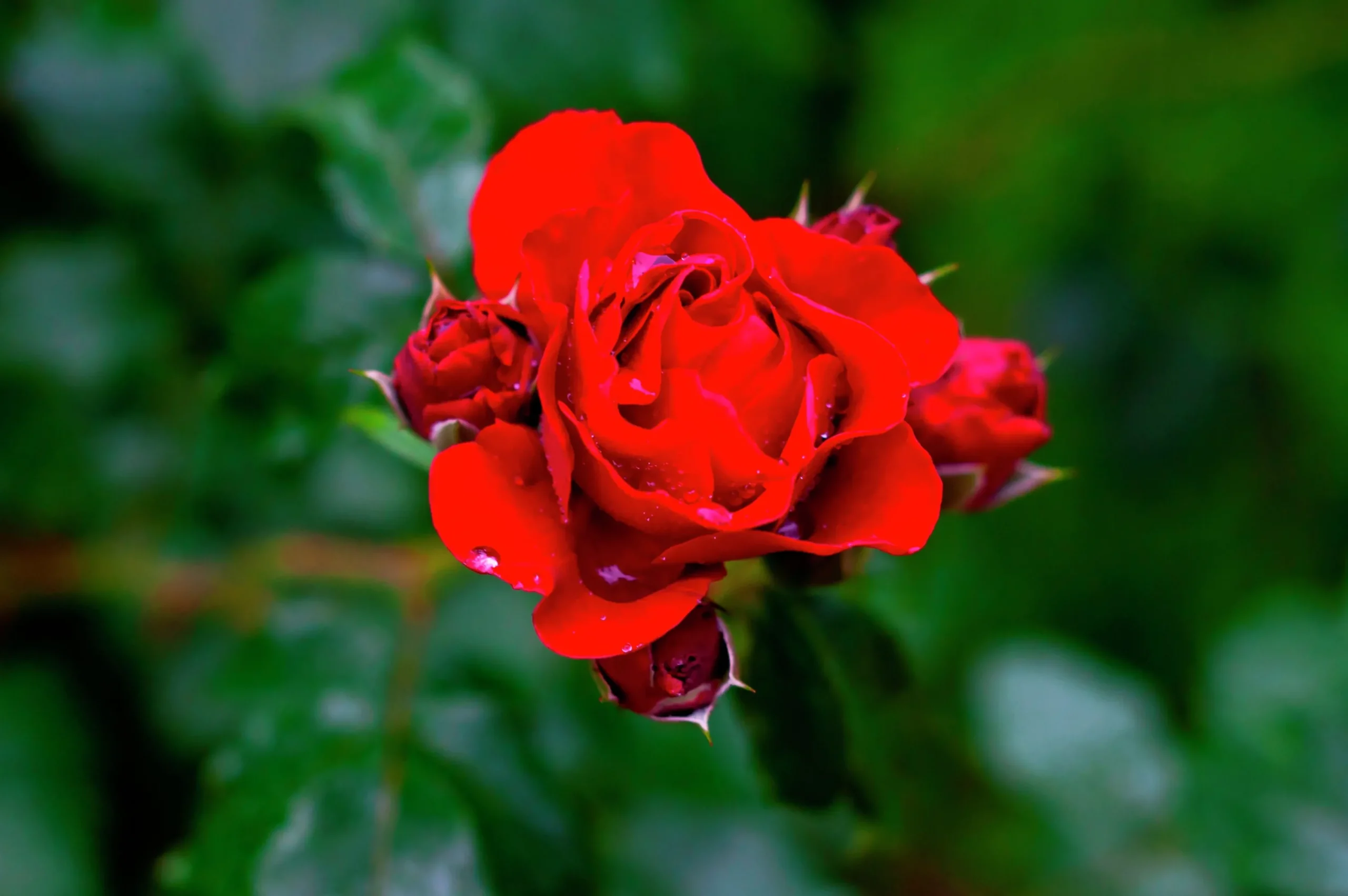 Klätterros 'Santana' 'Tanklesant' Barrotad>Omnia garden New