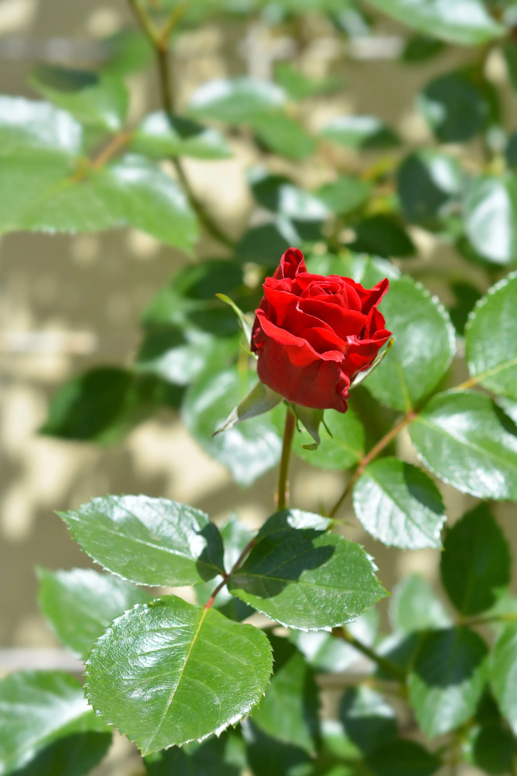 Klätterros 'Sympathie' Barrotad>Omnia garden Outlet