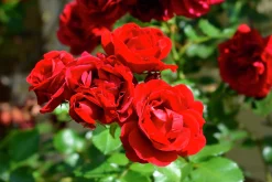 Klätterros 'Sympathie' Barrotad>Omnia garden Outlet