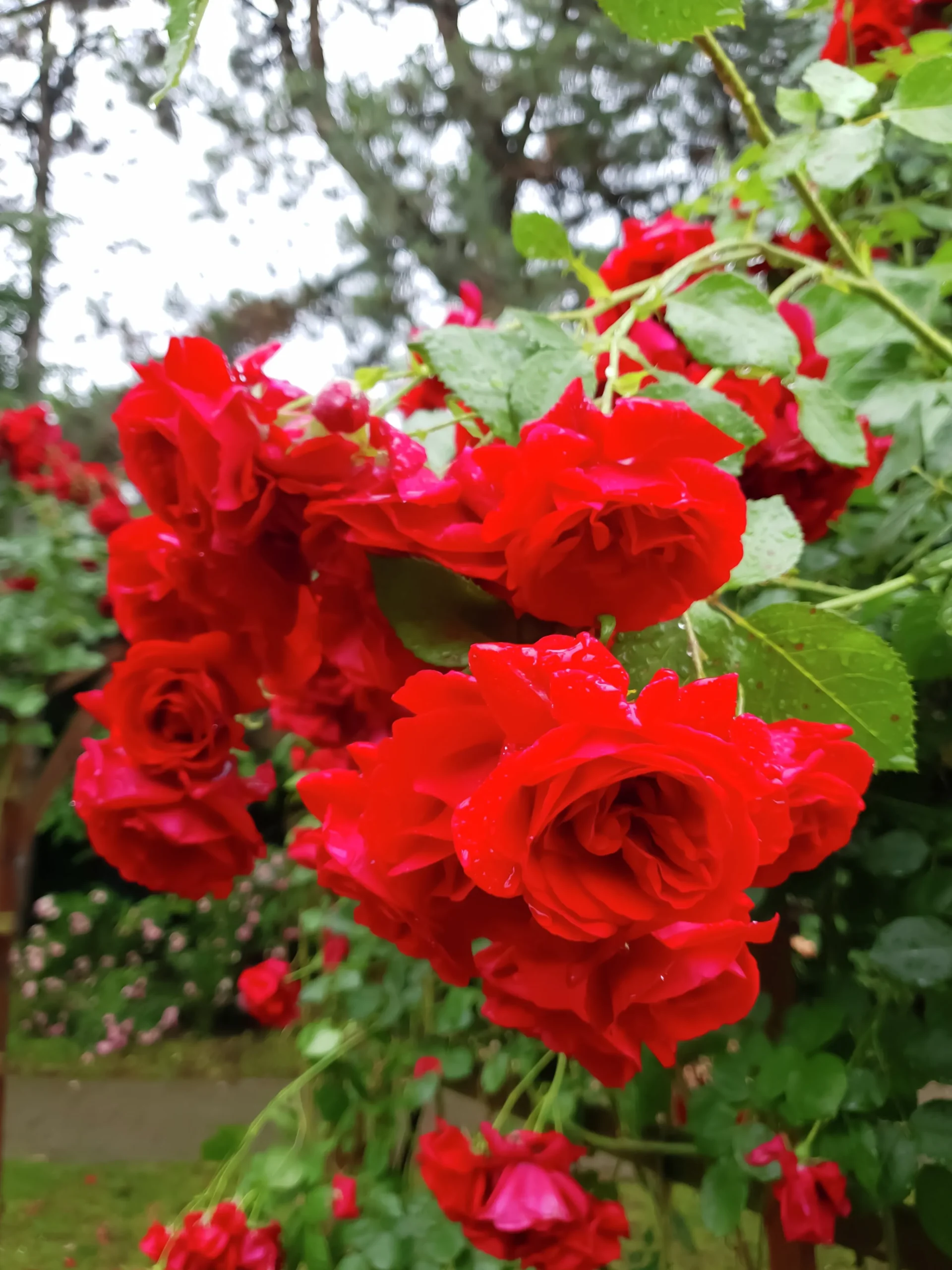 Klätterros 'Sympathie' Barrotad>Omnia garden Outlet