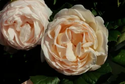 Klätterros 'Uetersener Klosterrose' 'Tan99176' Barrotad>Omnia garden Outlet